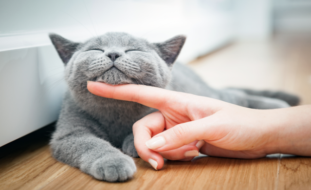 Wesoły kotek lubi być głaskany ręką kobiety.